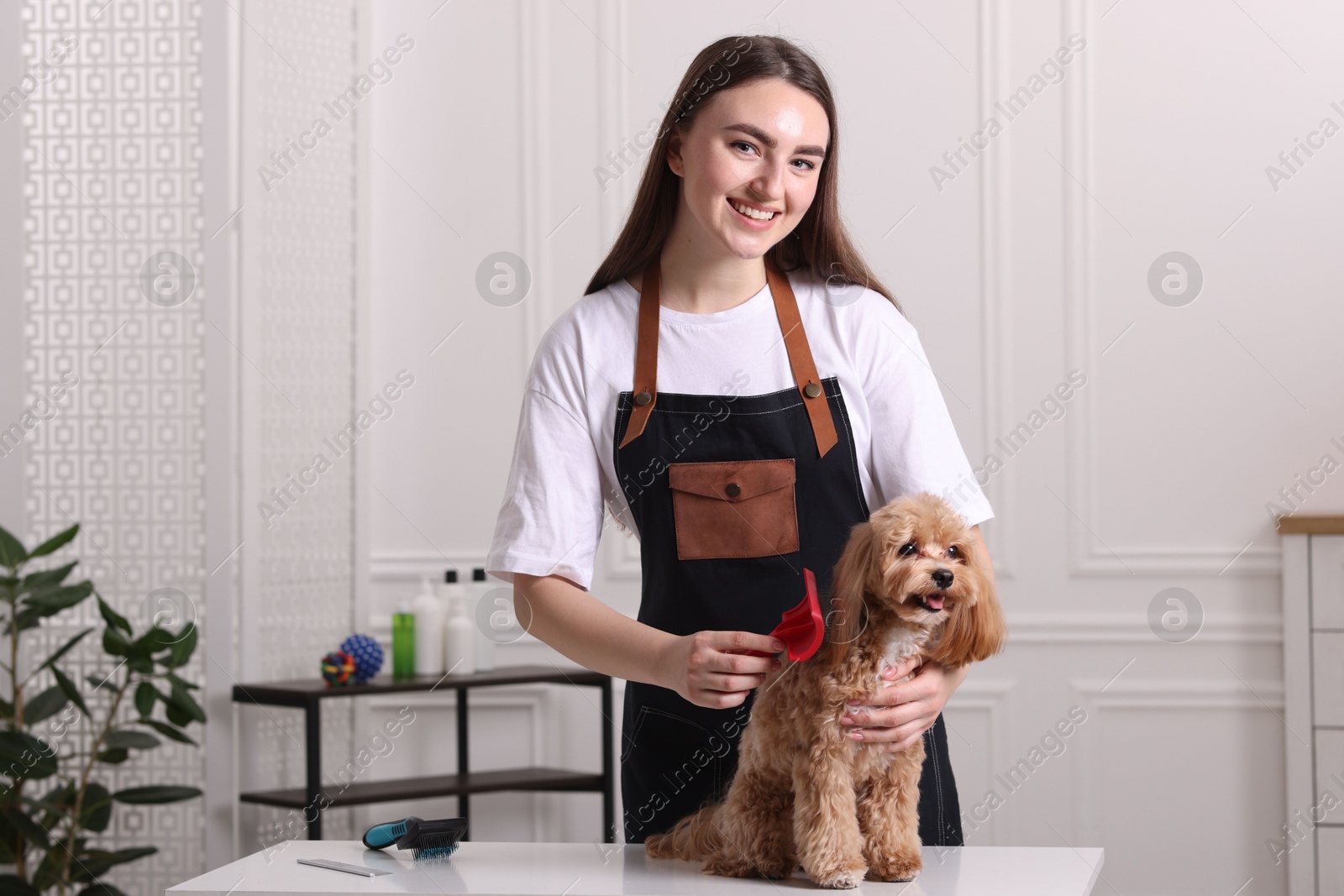 Photo of Woman brushing cute Maltipoo dog in room