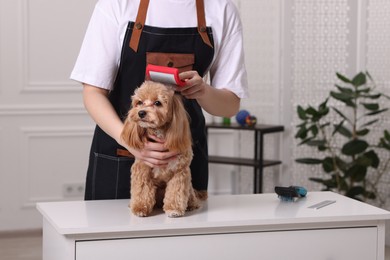 Photo of Woman brushing cute Maltipoo dog indoors, closeup