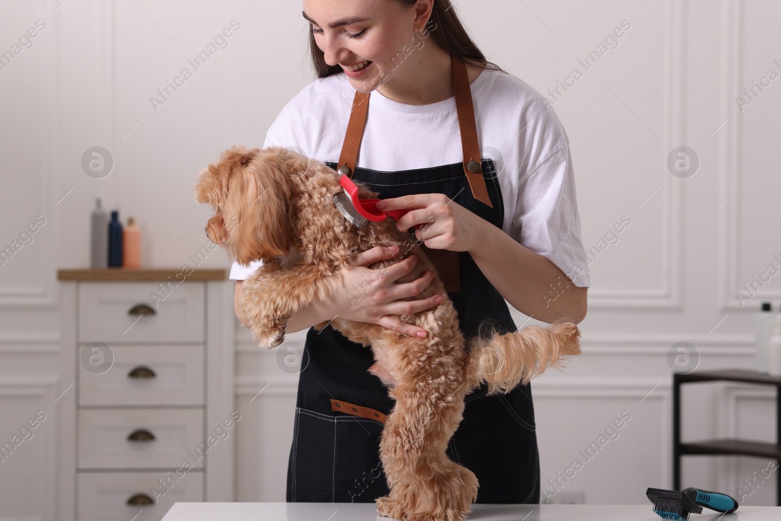 Photo of Woman brushing cute Maltipoo dog in room