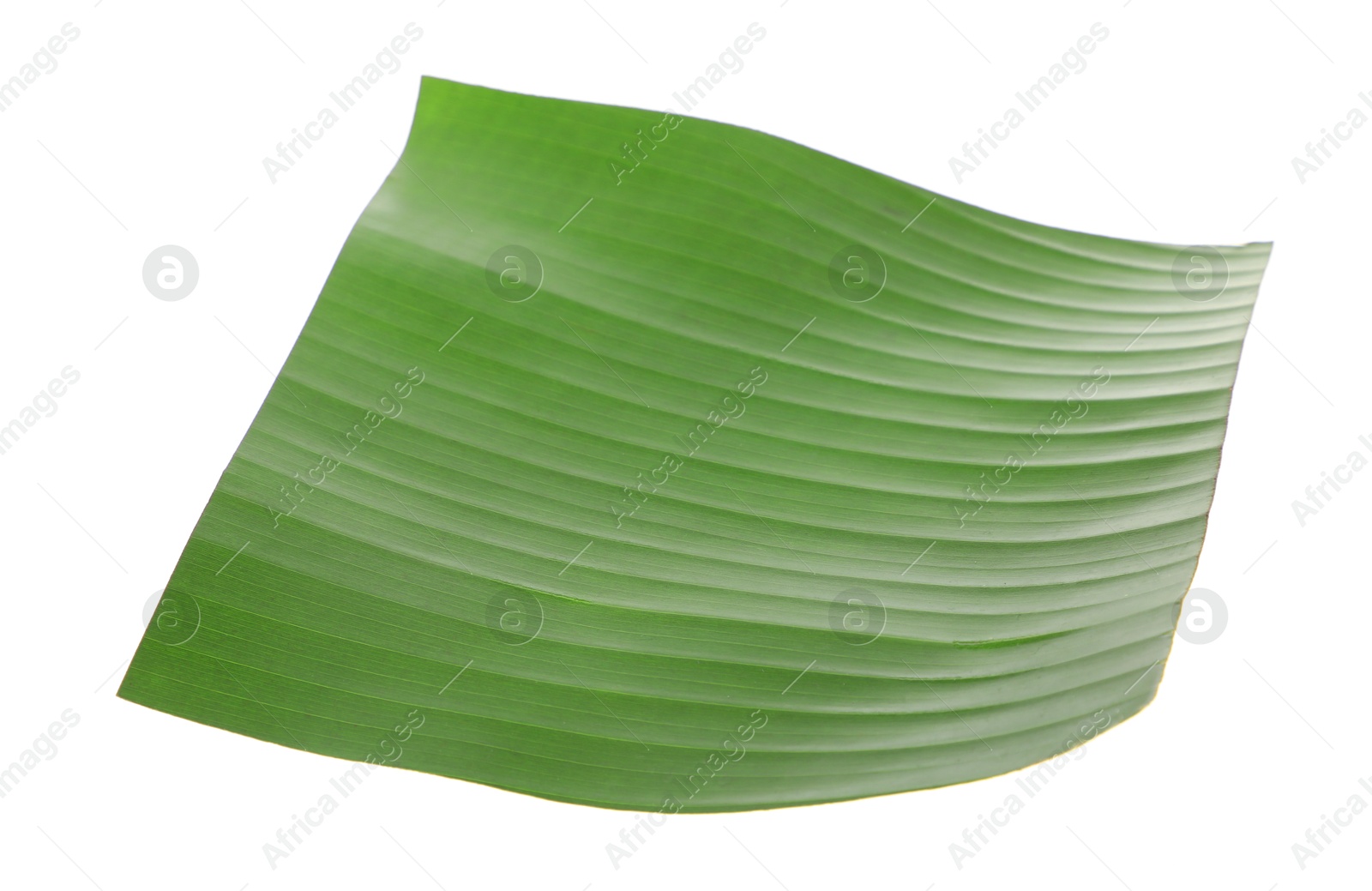 Photo of Piece of banana leaf isolated on white. Traditional meal serving