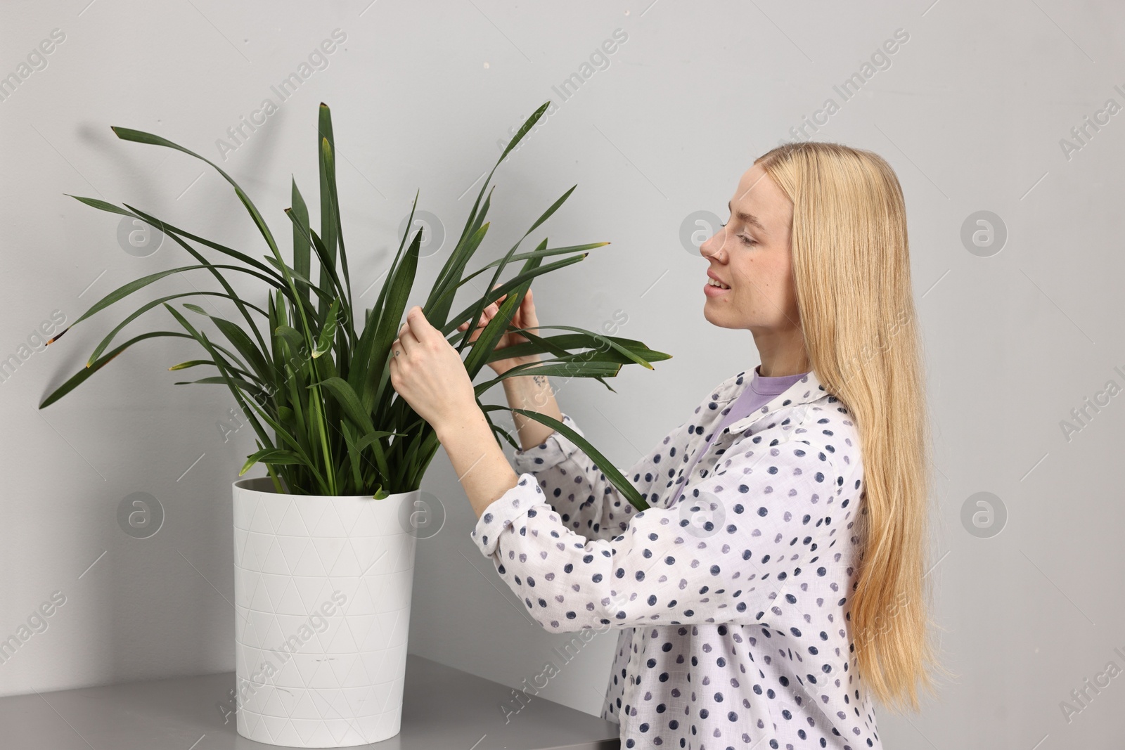 Photo of Smiling decorator working with green houseplant indoors