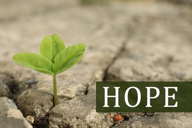 Image of Hope. Green seedling growing in dry soil