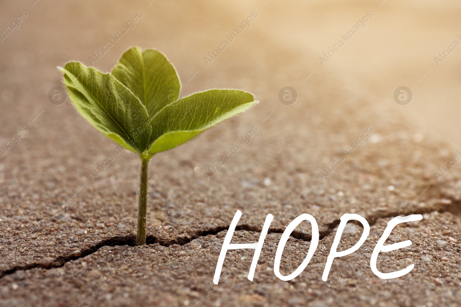 Image of Hope. Green seedling growing out of crack in asphalt