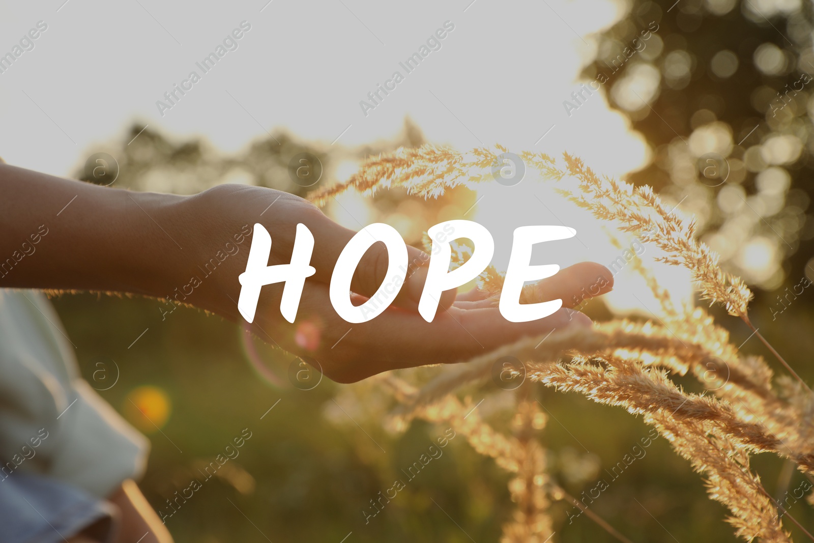 Image of Hope. Woman walking through meadow and touching reed grass at sunrise, closeup