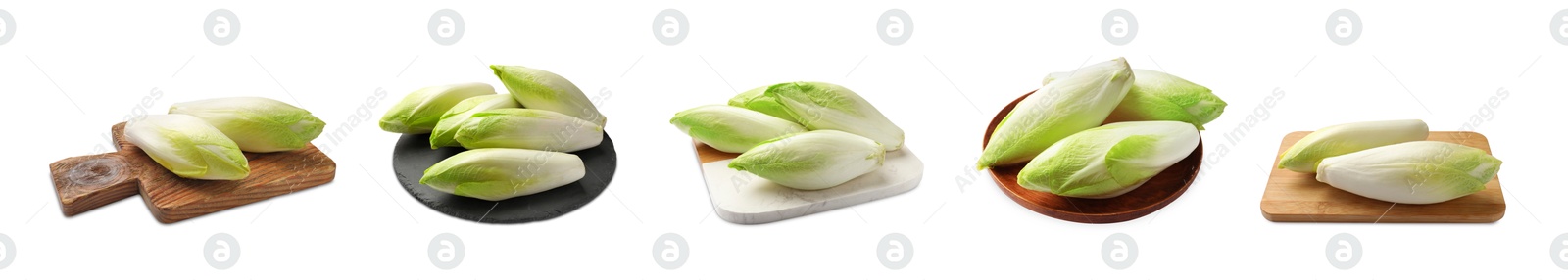 Image of Fresh leaf chicory isolated on white, set