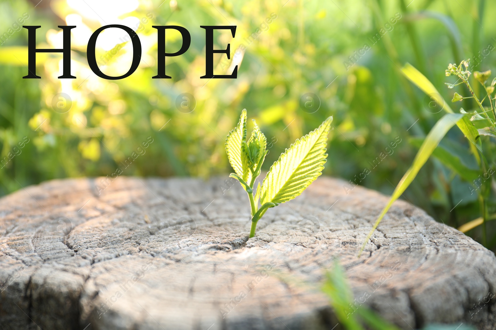 Image of Hope. Young green seedling growing out of tree stump outdoors, closeup