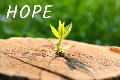 Image of Hope. Young green seedling growing out of tree stump outdoors, closeup