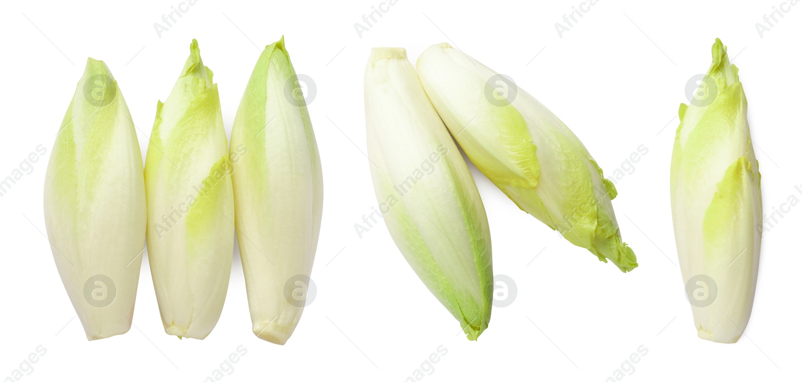 Image of Fresh leaf chicory isolated on white, set