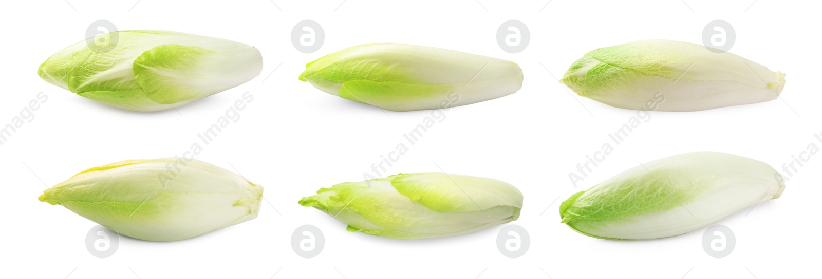 Image of Fresh leaf chicory isolated on white, set