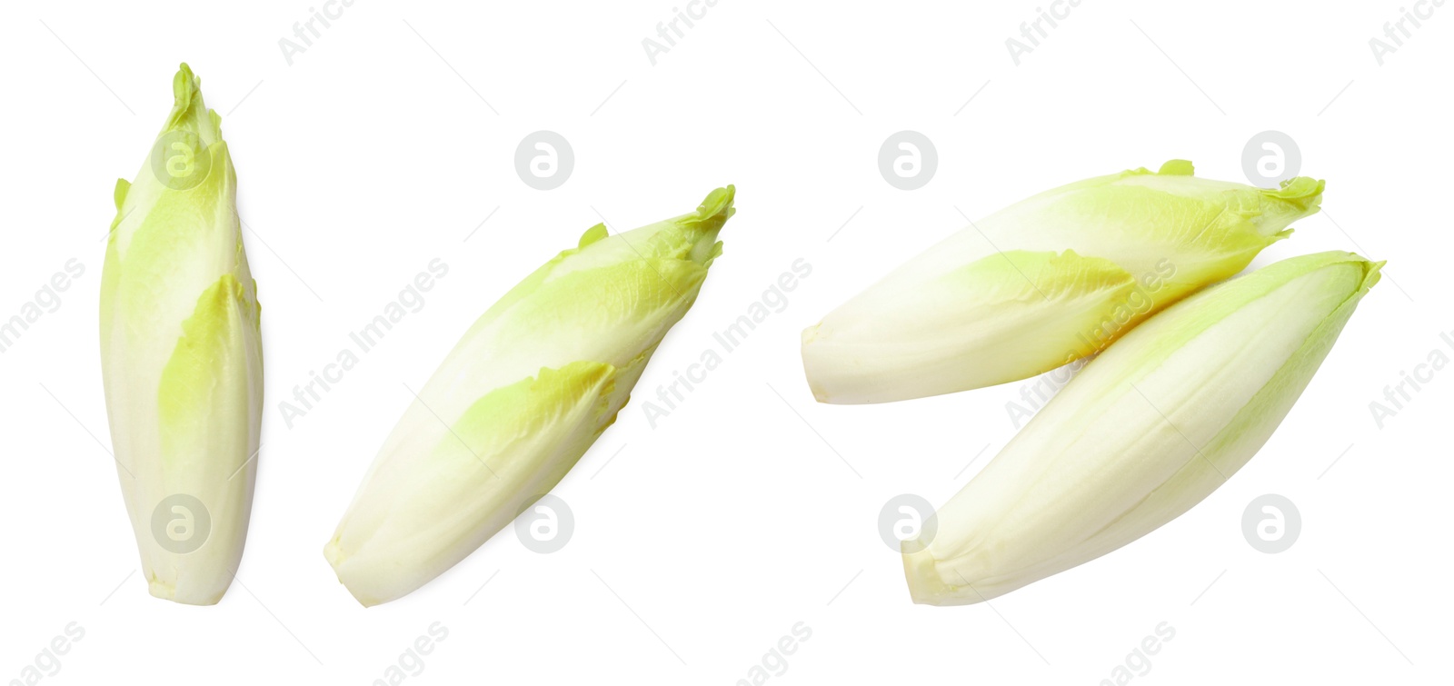 Image of Fresh leaf chicory isolated on white, set