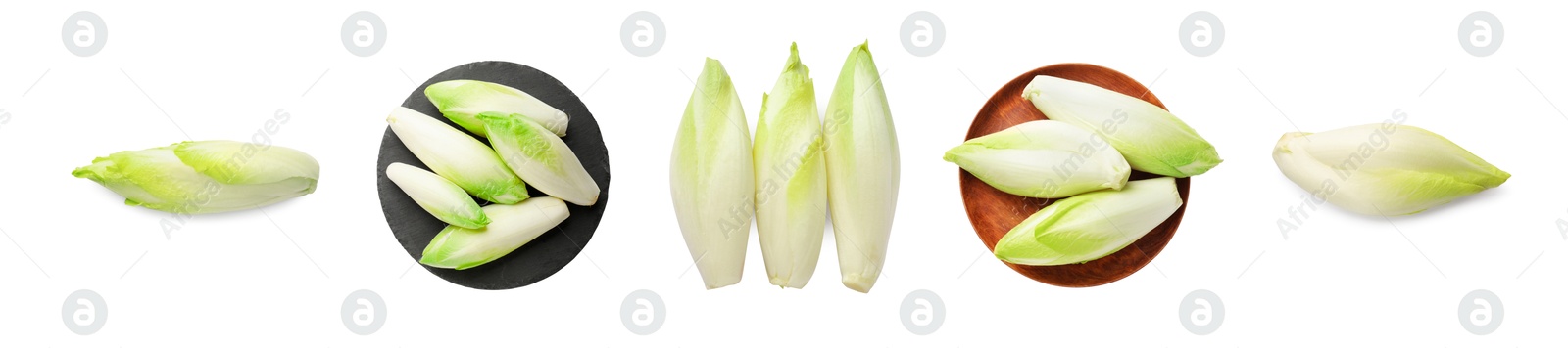 Image of Fresh leaf chicory isolated on white, set