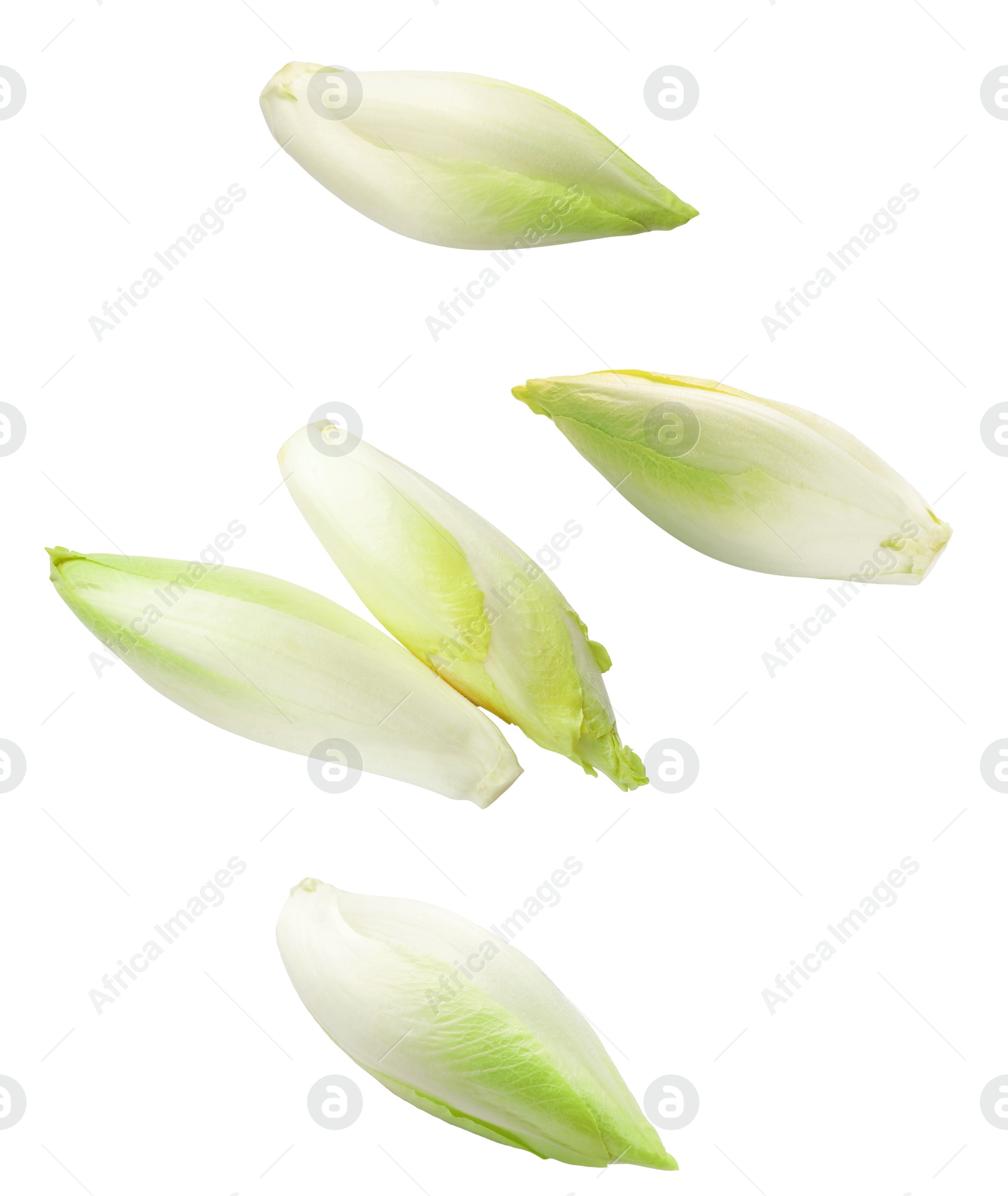 Image of Fresh leaf chicory in air on white background