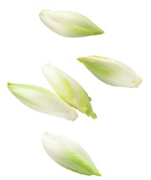 Image of Fresh leaf chicory in air on white background