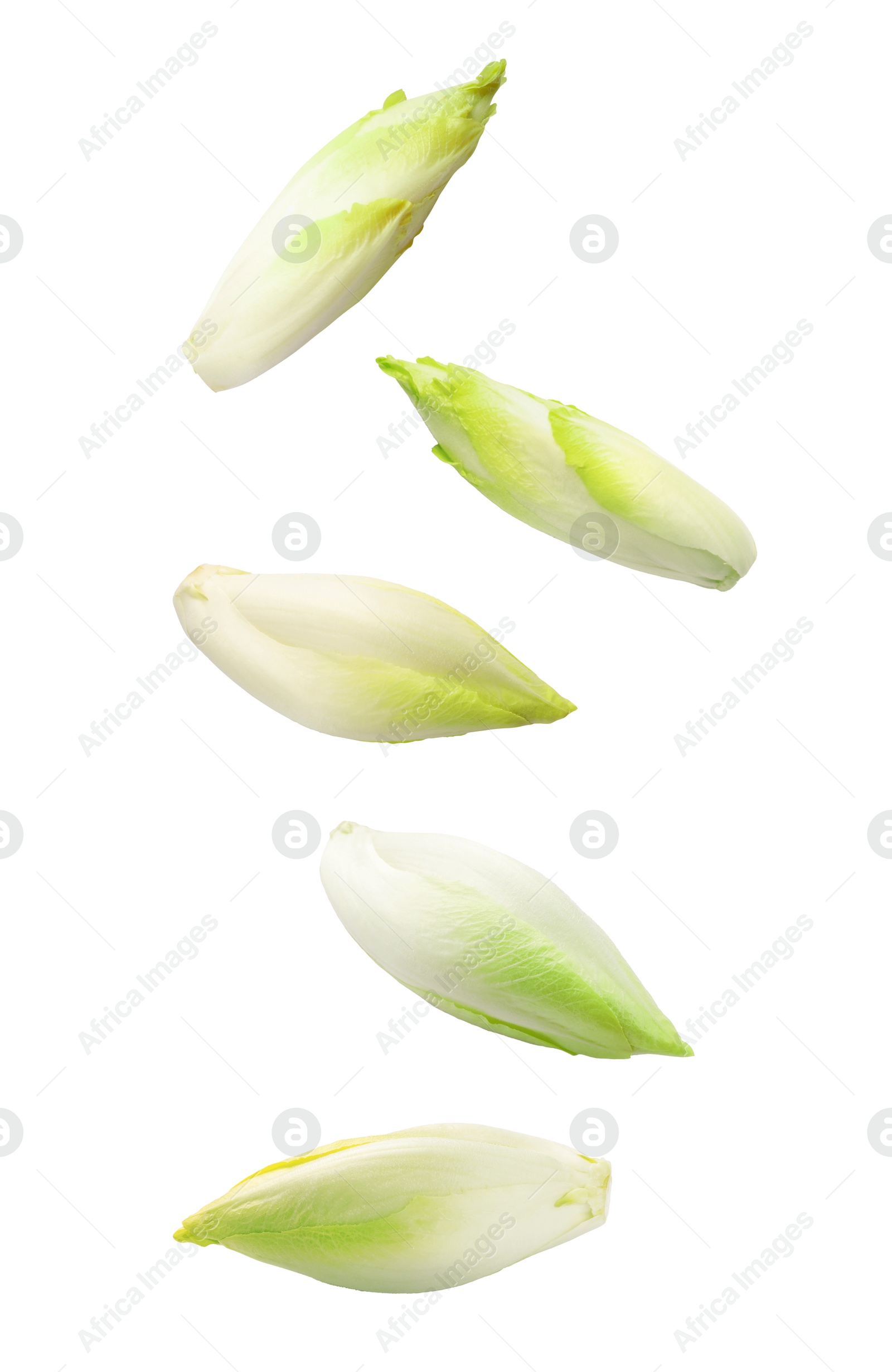 Image of Fresh leaf chicory in air on white background