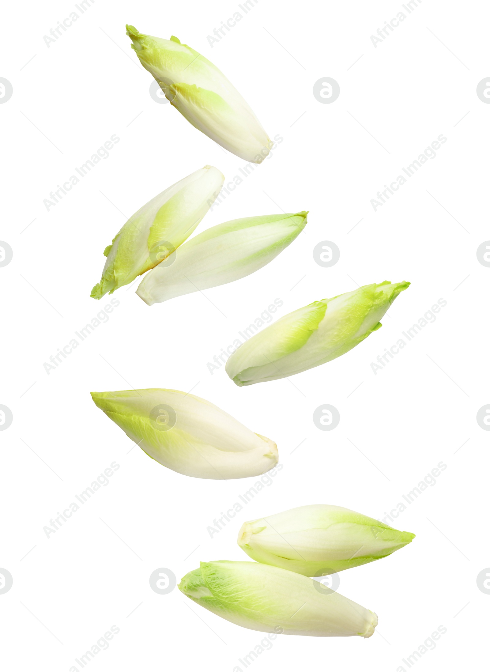 Image of Fresh leaf chicory in air on white background