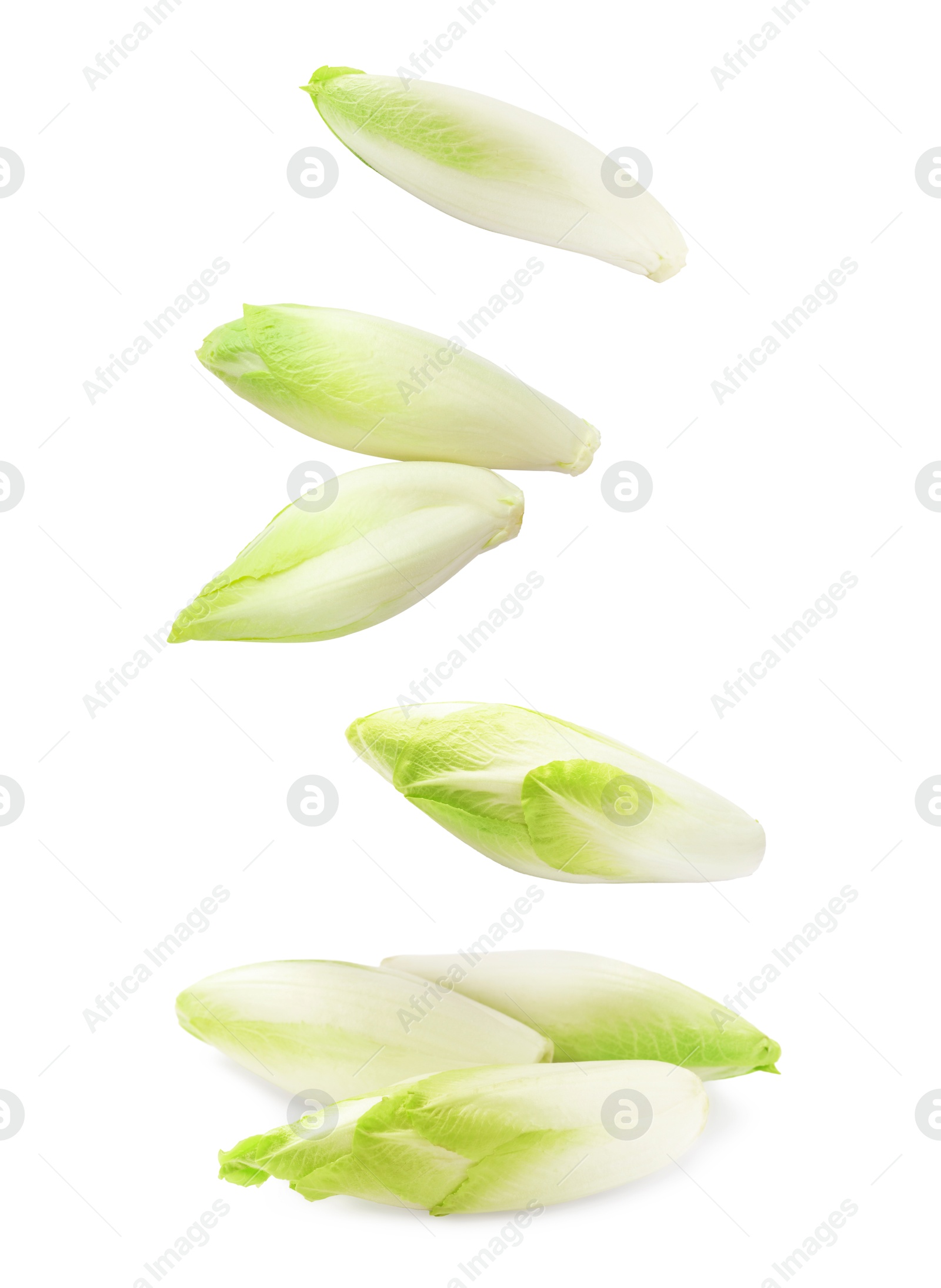 Image of Fresh leaf chicory falling on white background