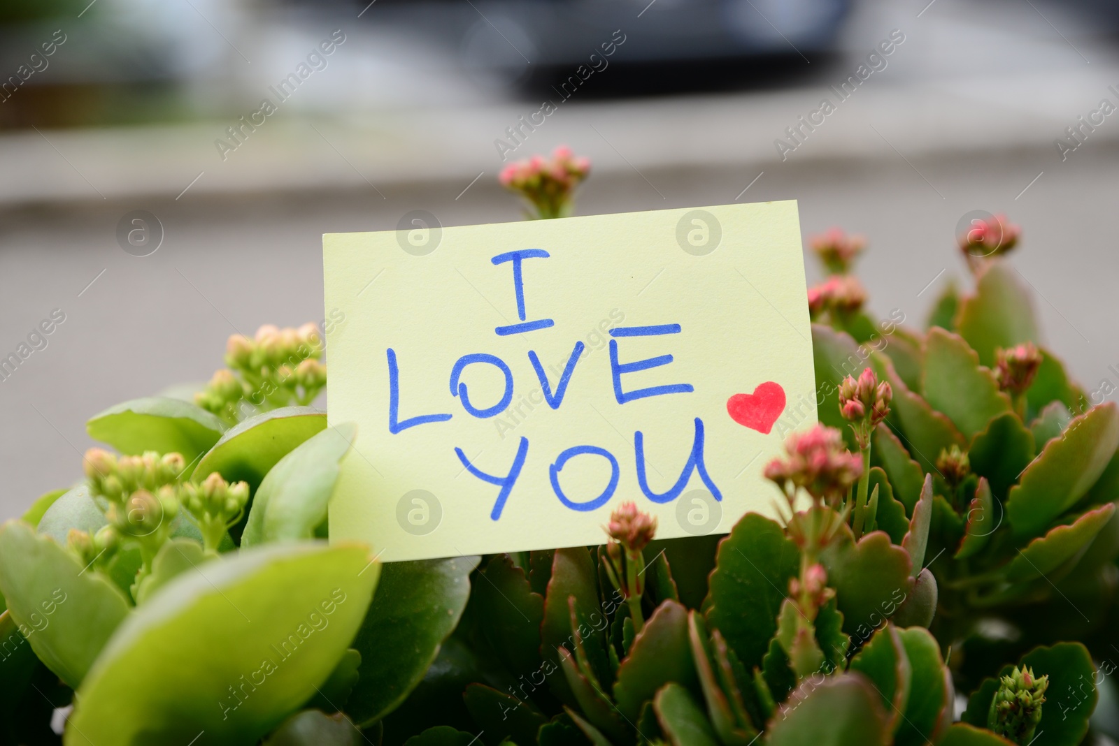 Photo of Note with handwritten text I Love You among beautiful plants against blurred background