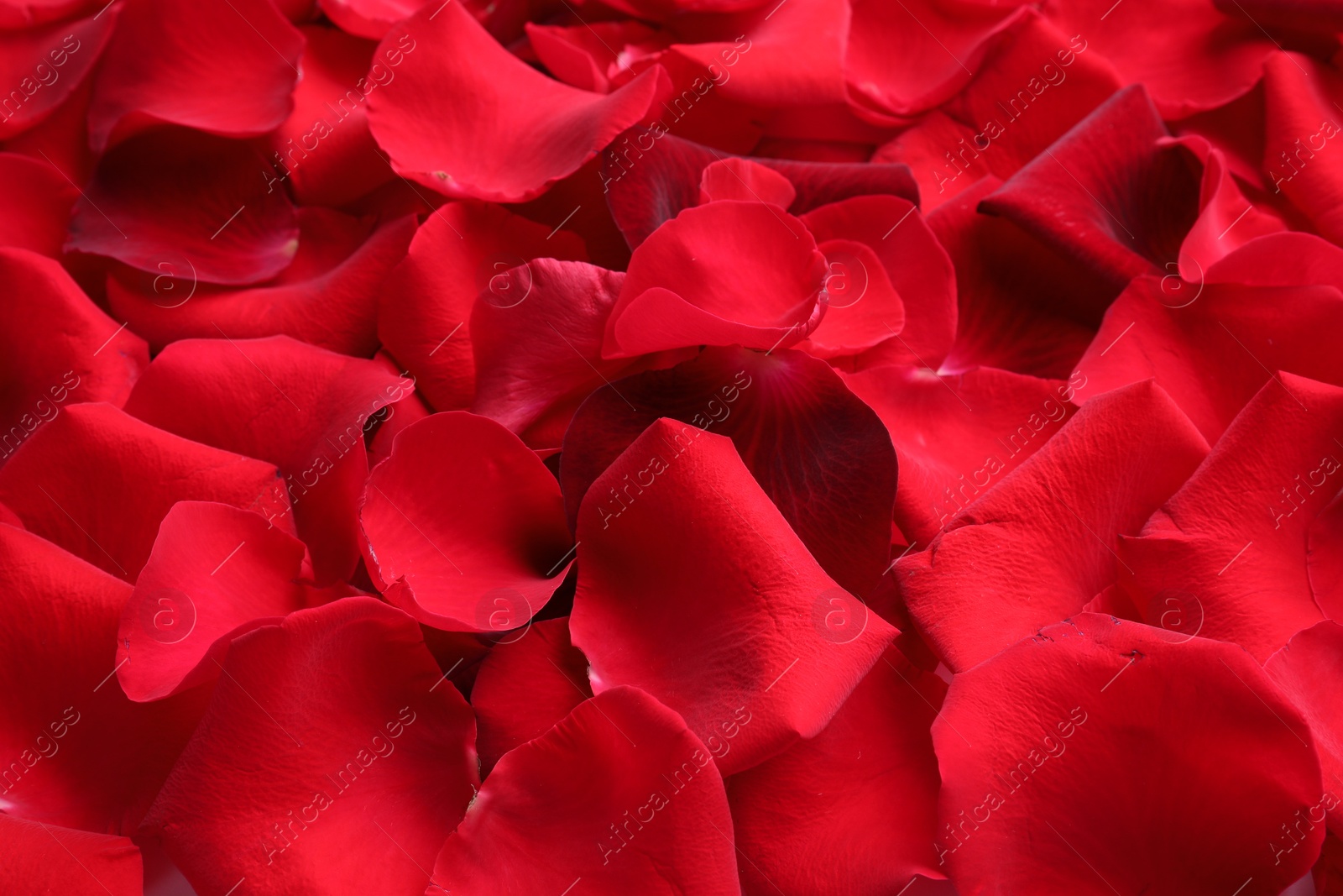 Photo of Many red rose petals as background, closeup