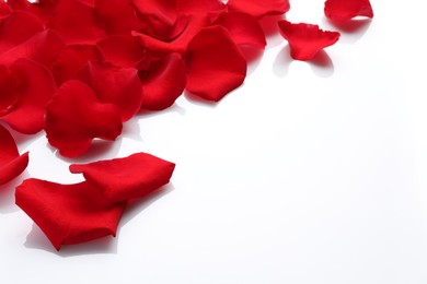 Photo of Many red rose petals on white background