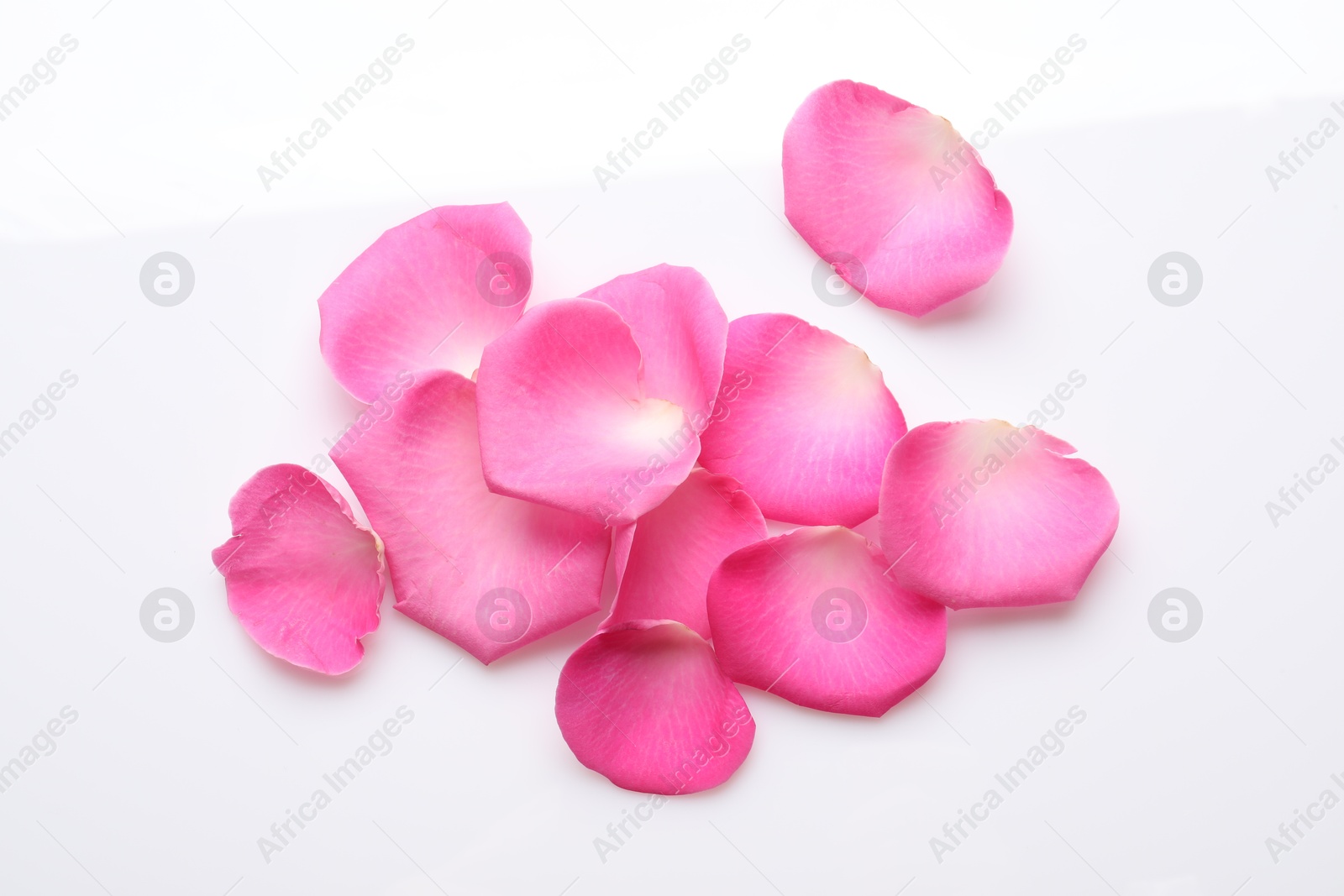 Photo of Many pink rose petals on white background, top view