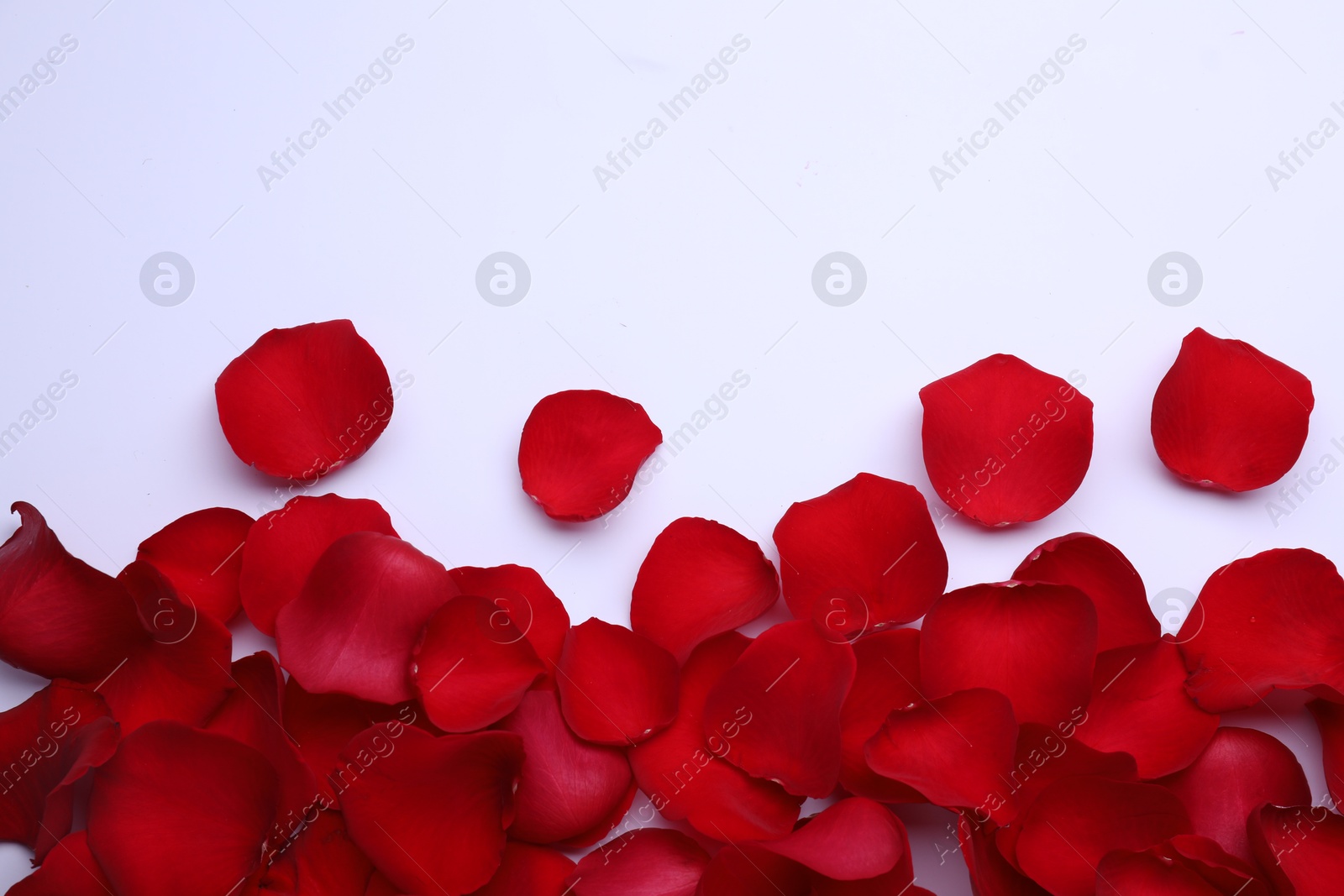 Photo of Red rose petals on white background, top view