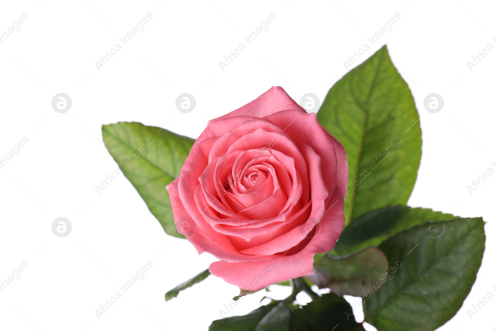 Photo of Blooming pink rose isolated on white. Beautiful flower