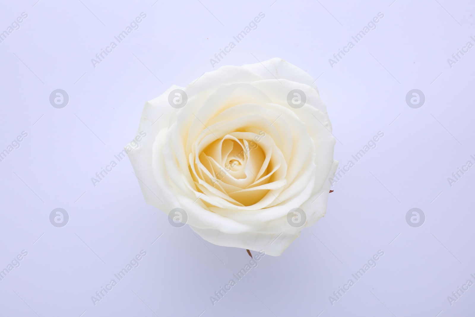 Photo of Beautiful rose on white background, top view