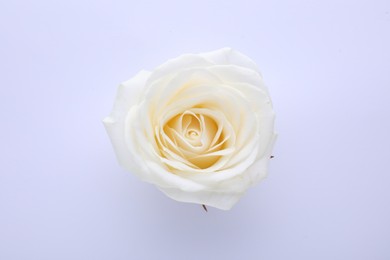 Photo of Beautiful rose on white background, top view