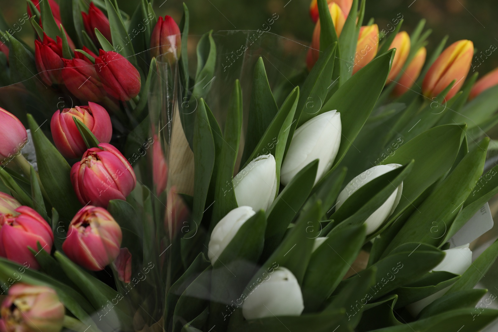 Photo of Beautiful bouquets of colorful tulips outdoors, closeup