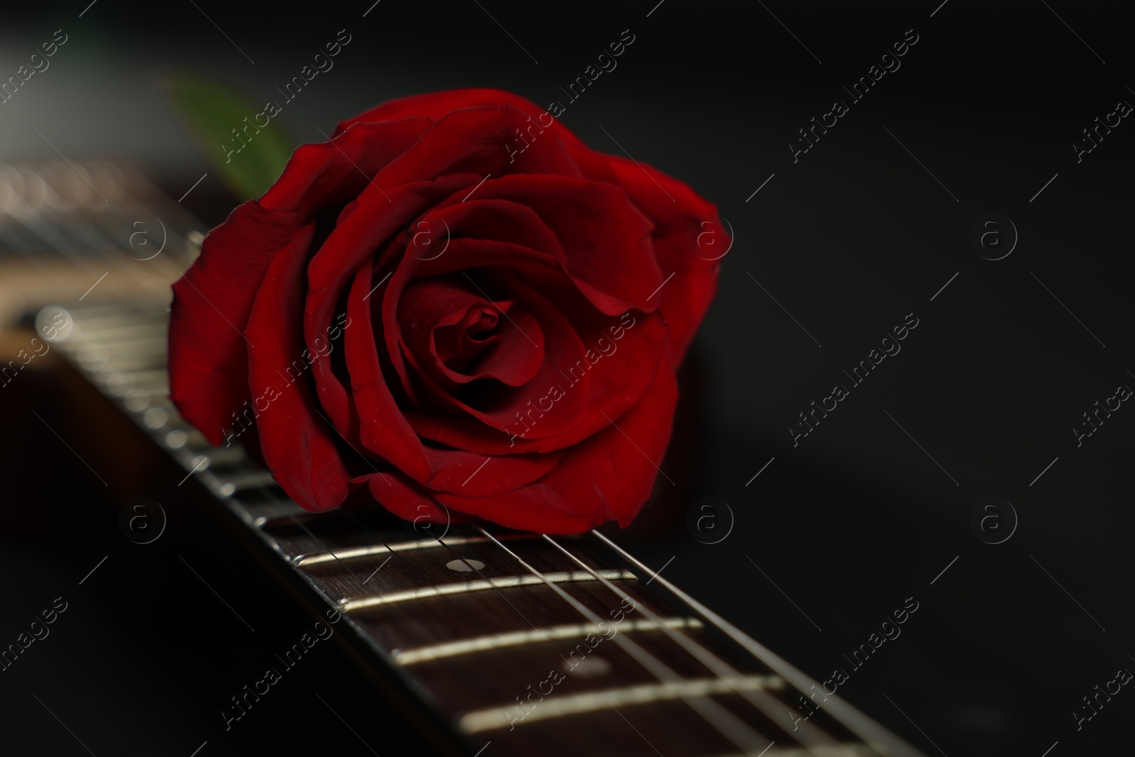 Photo of Beautiful rose and electric guitar on black background, closeup. Space for text