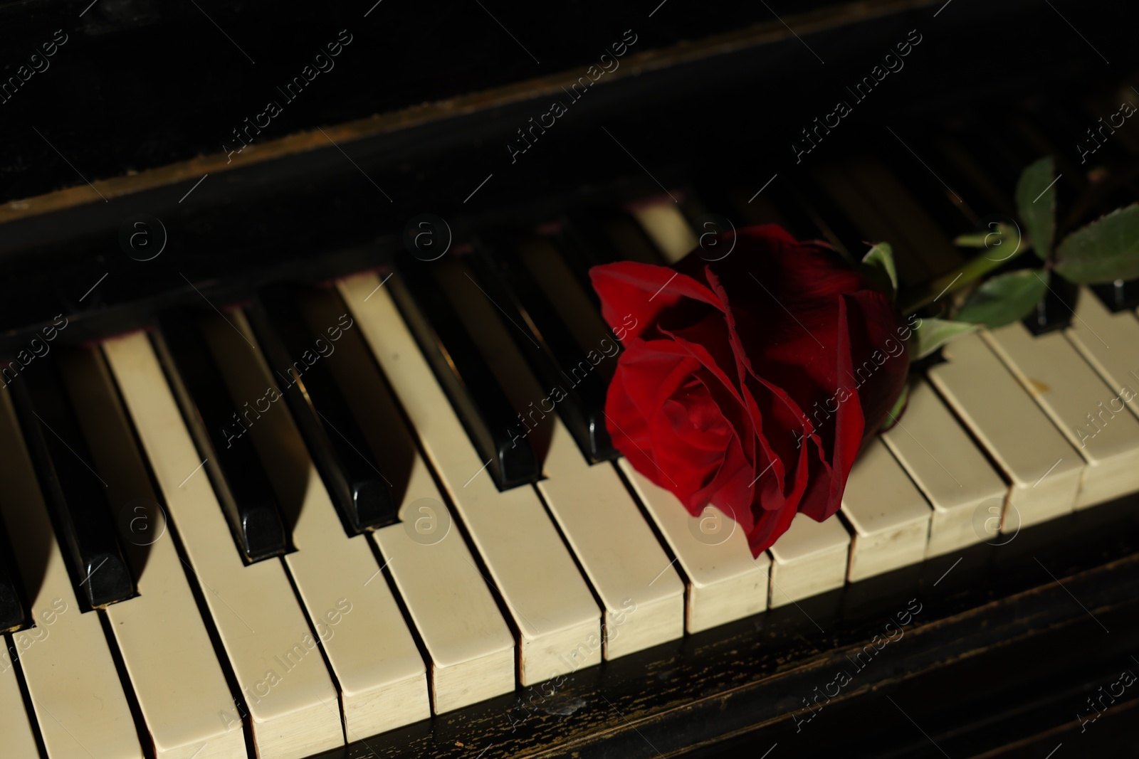 Photo of Beautiful red rose on piano keys, closeup. Romantic music