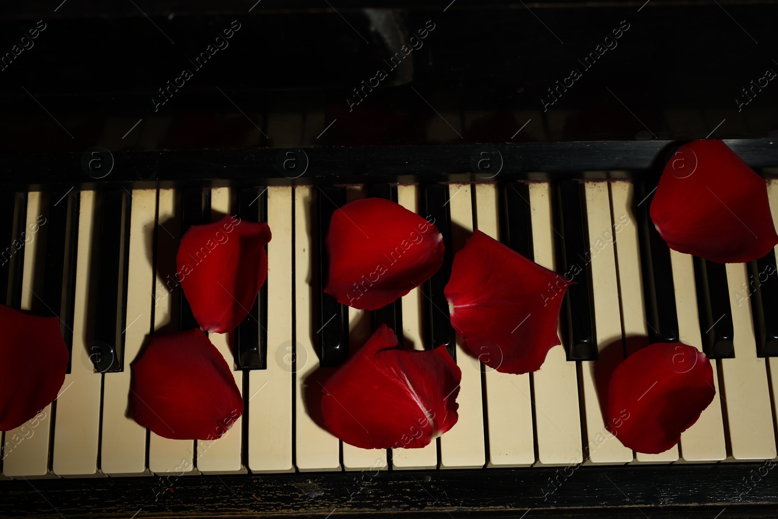 Photo of Many red rose petals on piano keys, above view