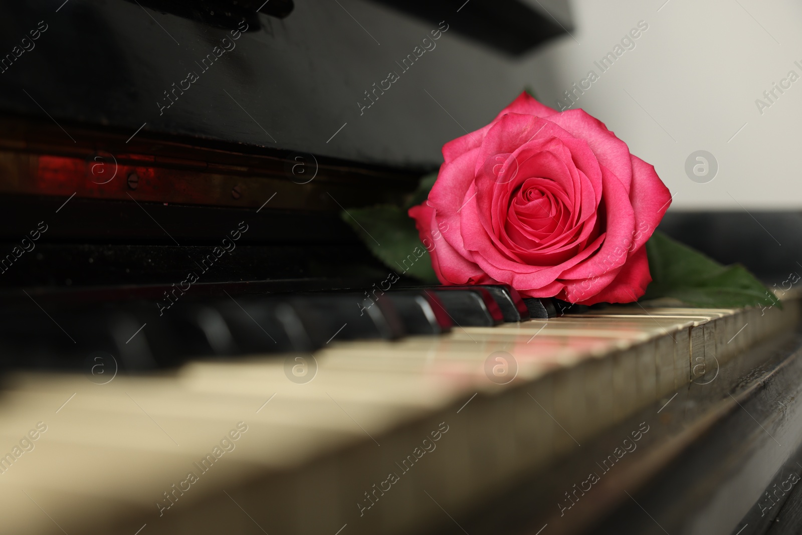 Photo of Beautiful pink rose on piano keys, closeup. Romantic music