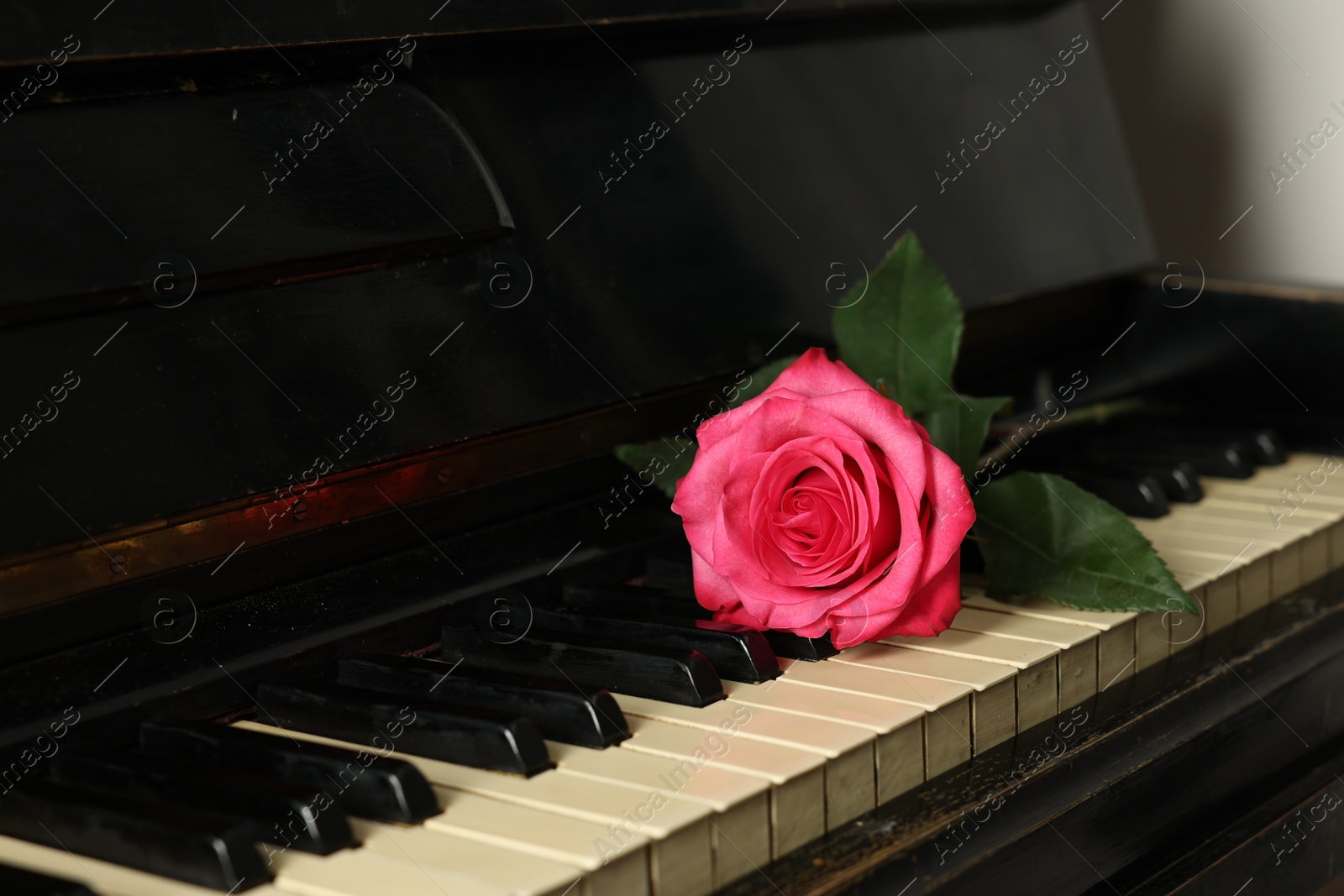 Photo of Beautiful pink rose on piano keys. Romantic music