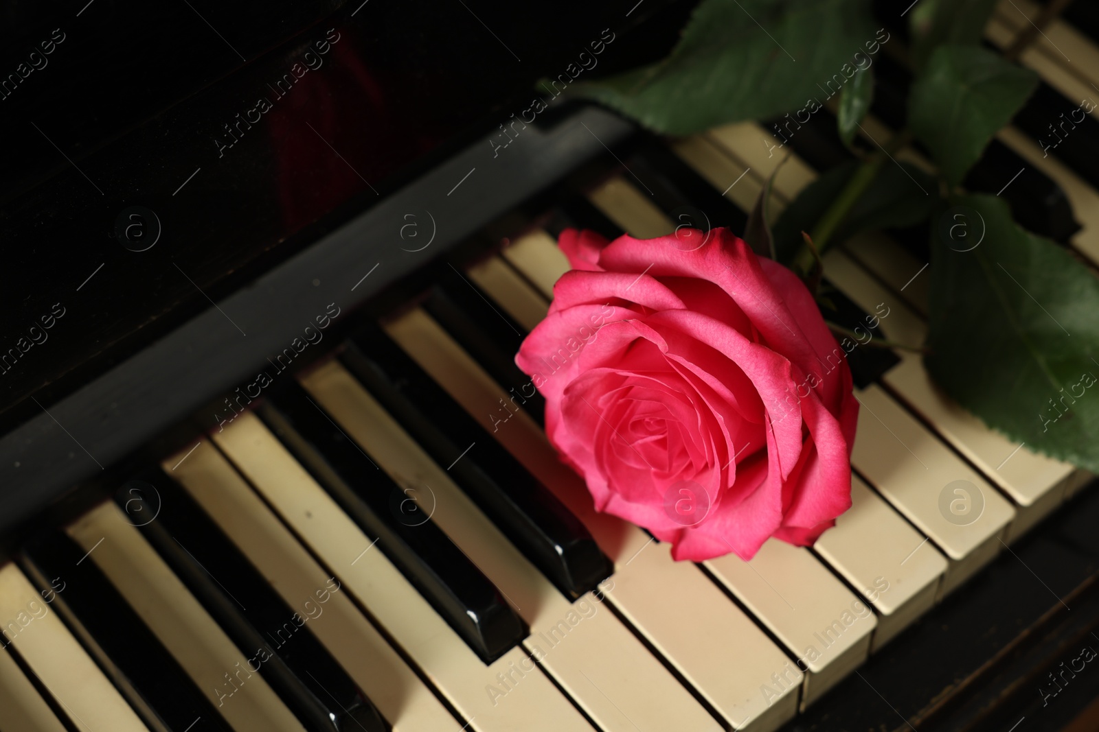 Photo of Beautiful pink rose on piano keys, above view