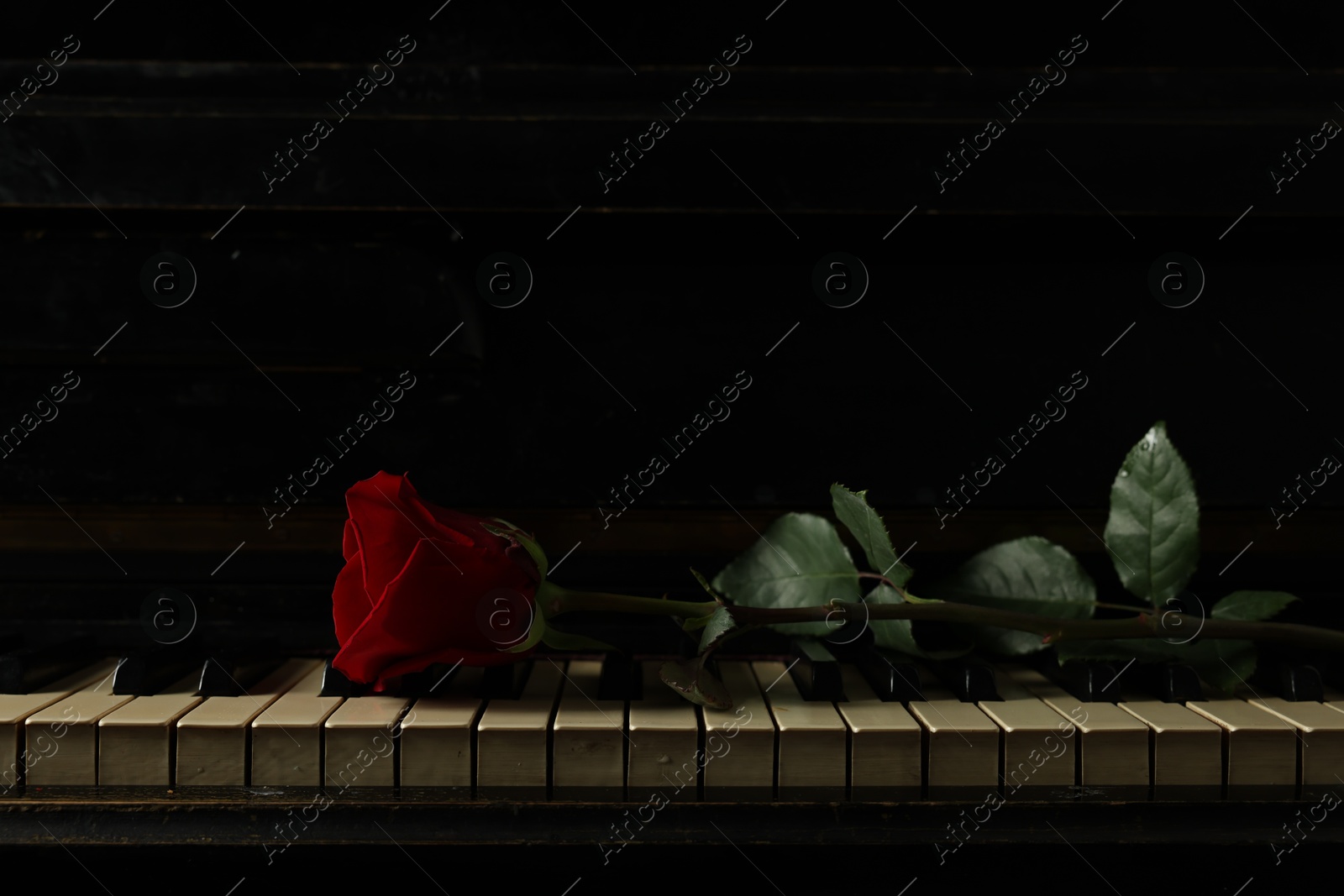 Photo of Beautiful red rose on piano keys, space for text