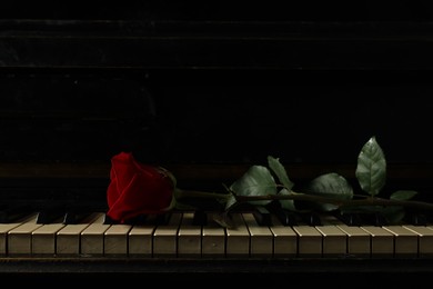 Photo of Beautiful red rose on piano keys, space for text