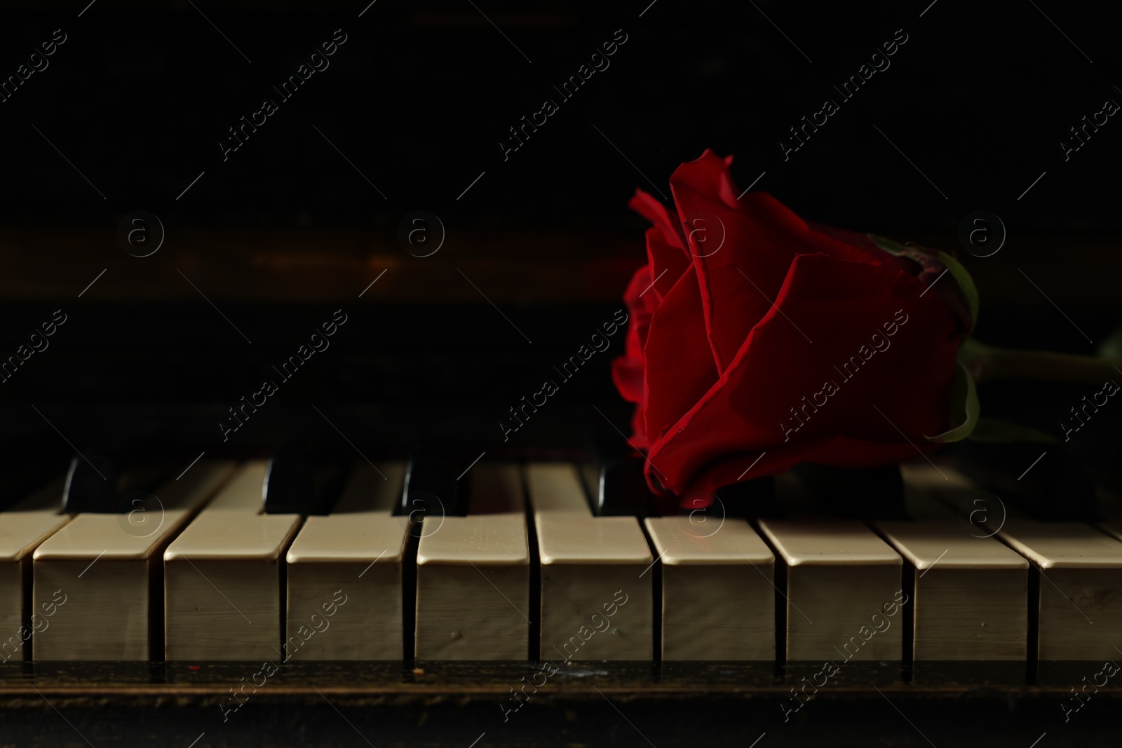 Photo of Beautiful red rose on piano keys, closeup. Space for text