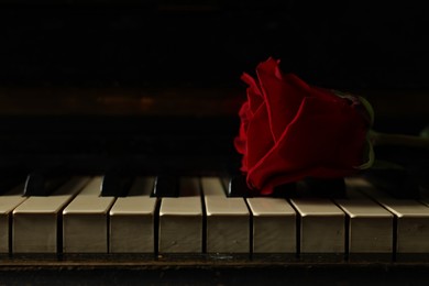 Photo of Beautiful red rose on piano keys, closeup. Space for text