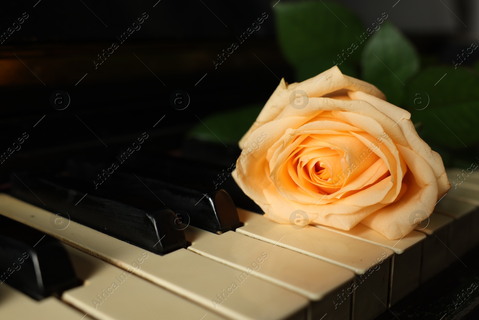 Photo of Beautiful yellow rose on piano keys, closeup. Space for text