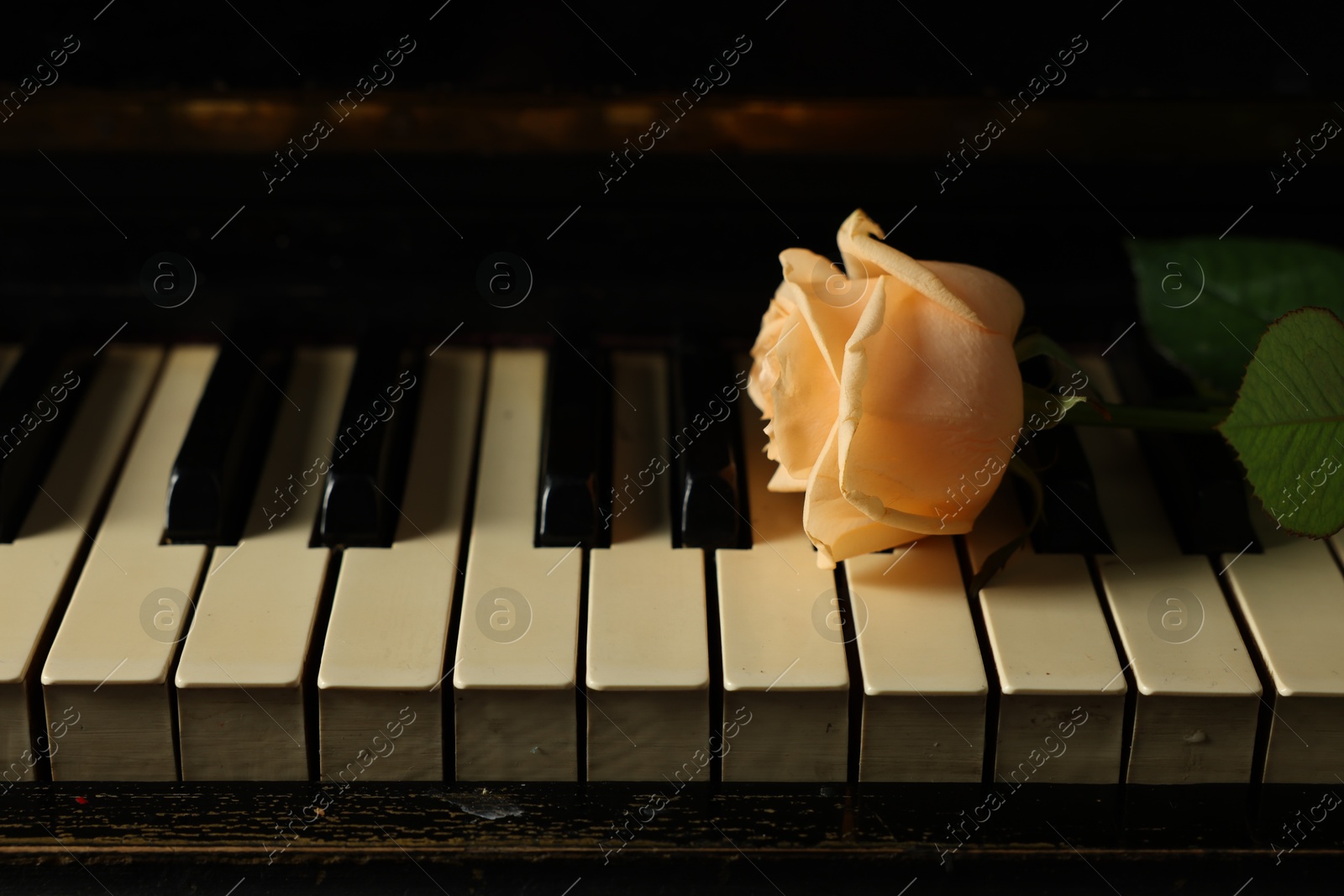 Photo of Beautiful yellow rose on piano keys. Romantic music