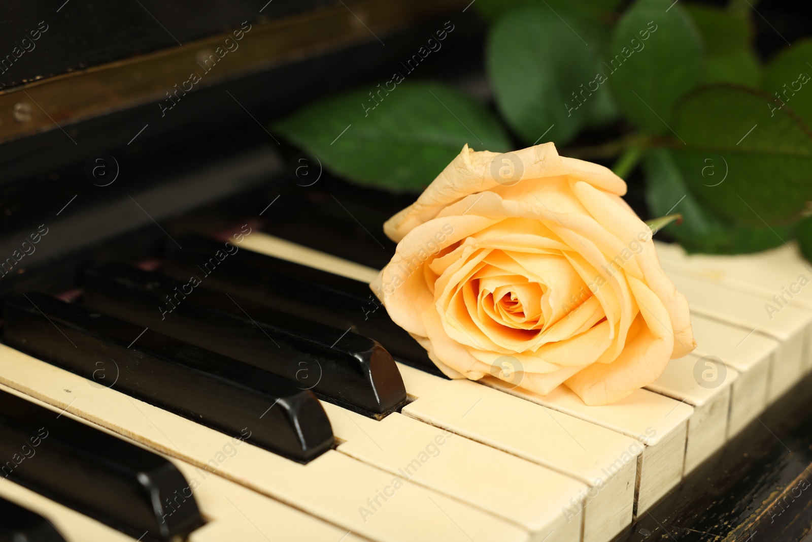 Photo of Beautiful yellow rose on piano keys, closeup