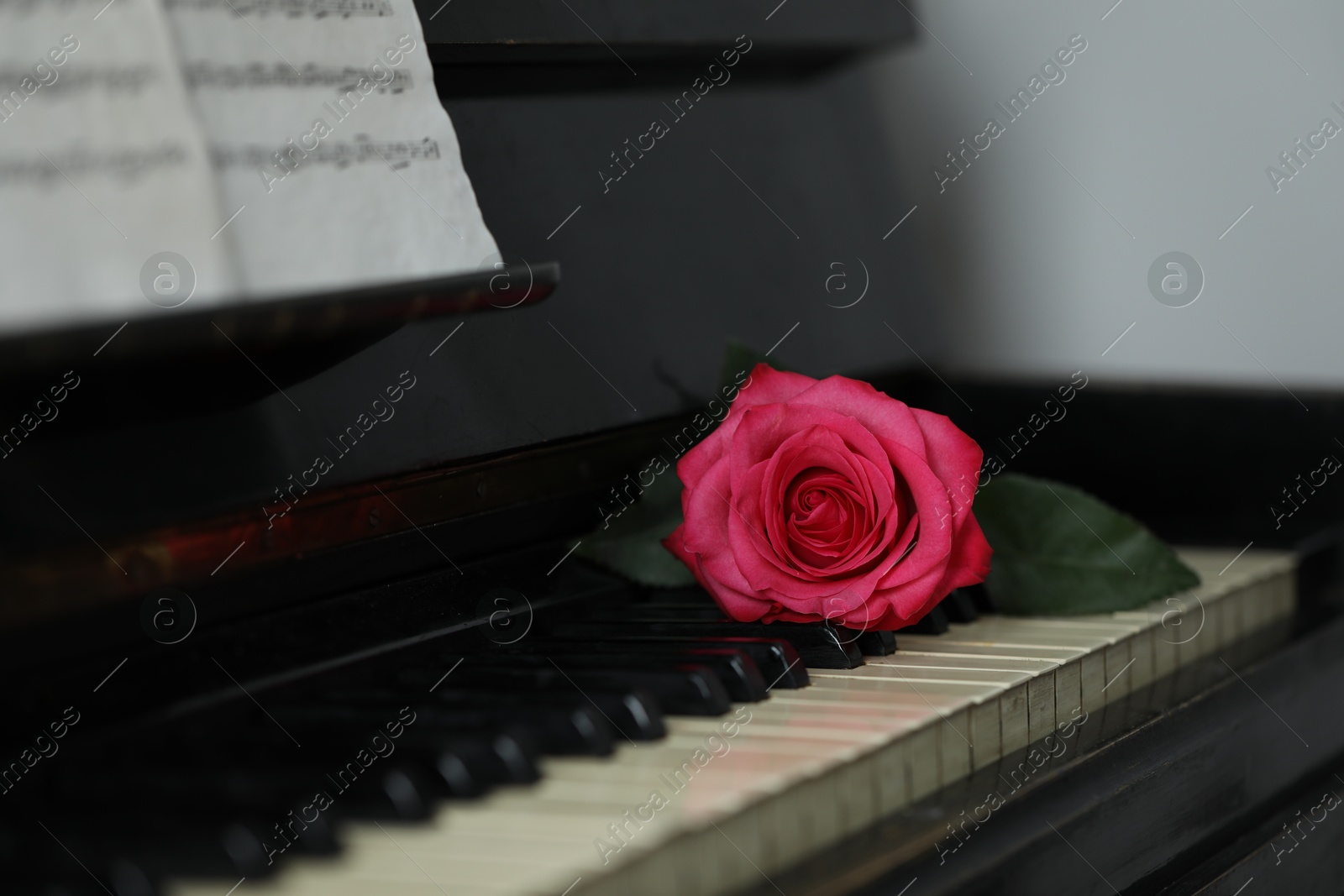 Photo of Beautiful pink rose and musical notes on piano, closeup