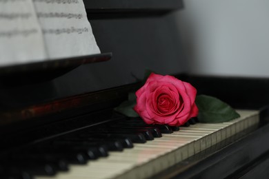 Photo of Beautiful pink rose and musical notes on piano, closeup