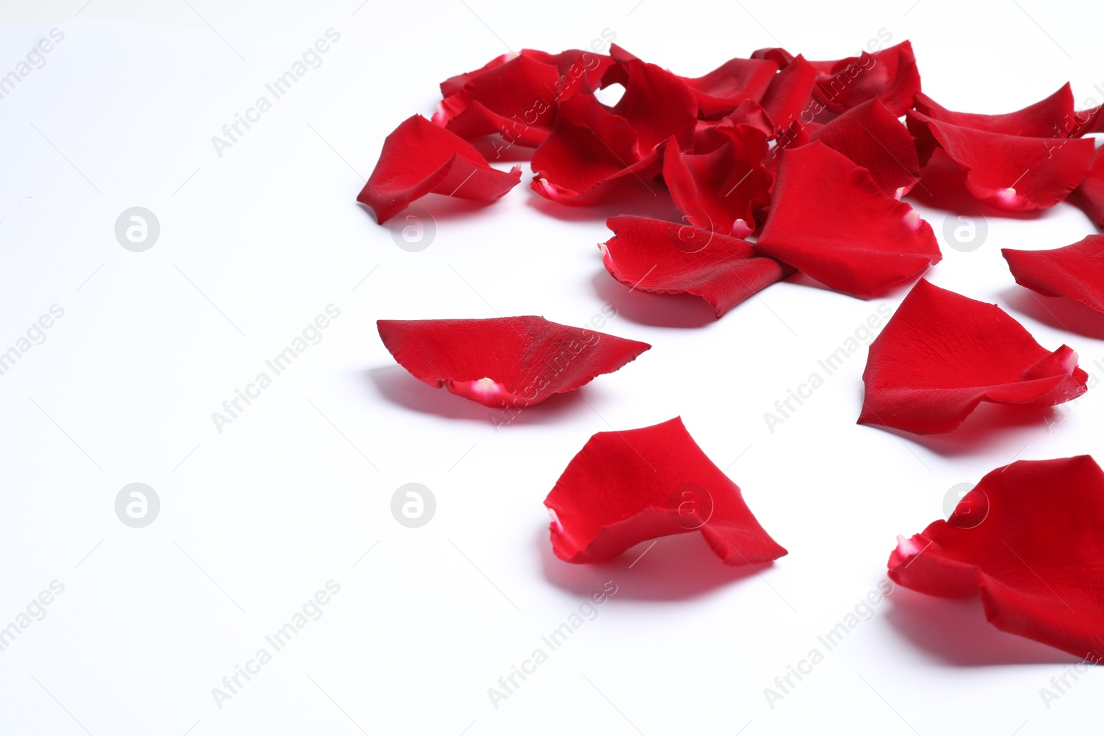 Photo of Beautiful red rose petals on white background