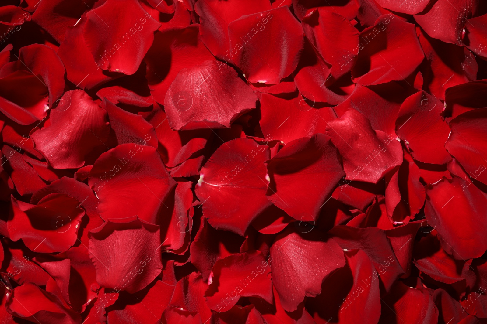 Photo of Beautiful red rose petals as background, top view