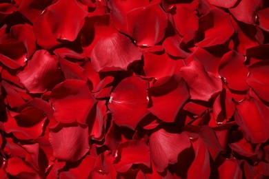 Photo of Beautiful red rose petals as background, top view