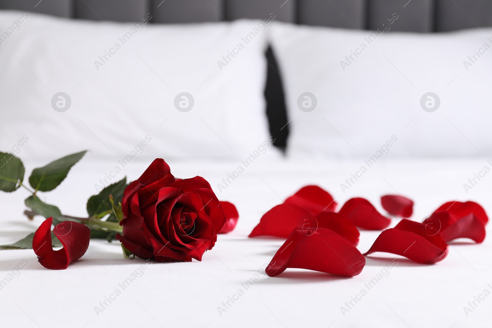 Photo of Honeymoon. Red rose and petals on bed, closeup