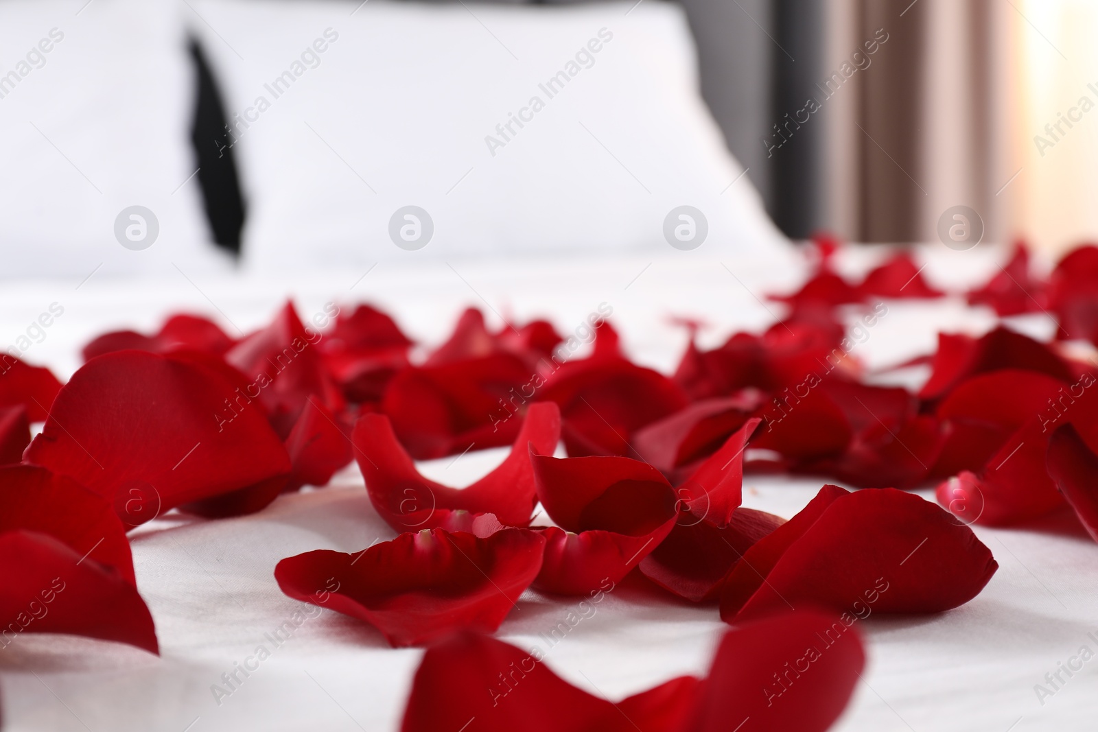 Photo of Honeymoon. Beautiful rose petals on bed, closeup