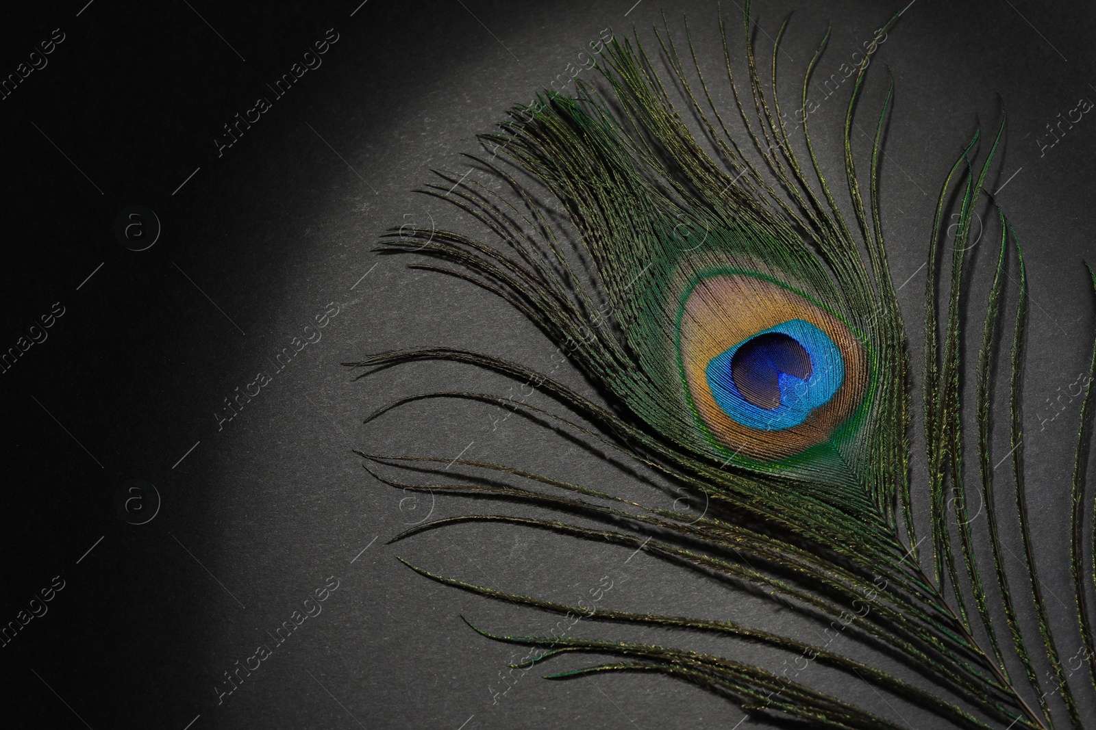 Photo of One beautiful peacock feather on black background, top view. Space for text